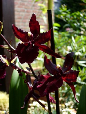 Orchis 012.jpg