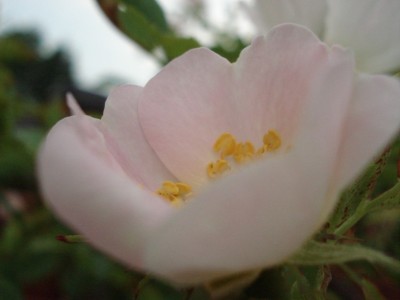 wildrose1.jpg