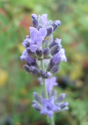 blaue blume.jpg