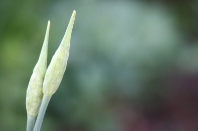 20080512_Garten_0116.JPG