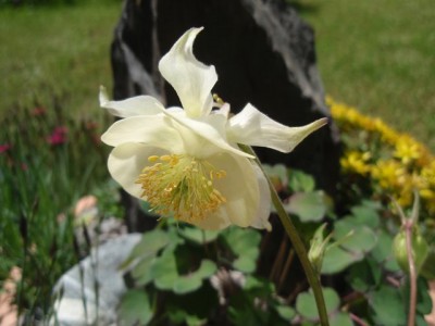 fragrans aquilegia21.jpg