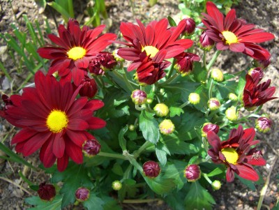 Chrysantheme.JPG