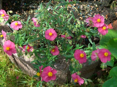 Sonnenröschen (Helianthemum-Hybride).JPG