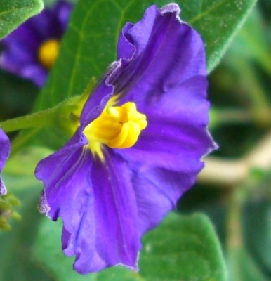 Enzianstrauch- Solanum rantonnetii.JPG