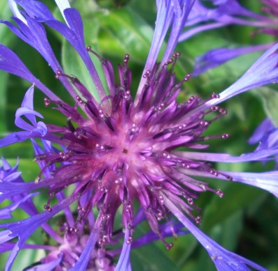 Flockenblume.JPG