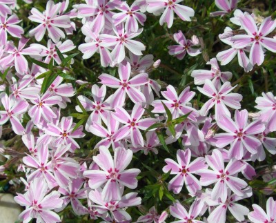 Polster Phlox -Teppich Phlox Phlox subulata.JPG