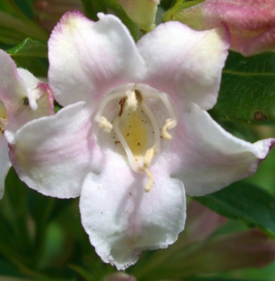Weigelie (Weigela).JPG