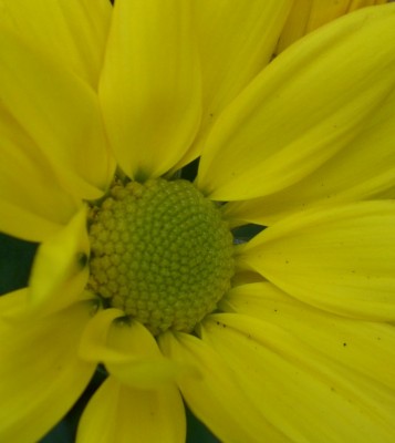 Chrysantheme (2).JPG