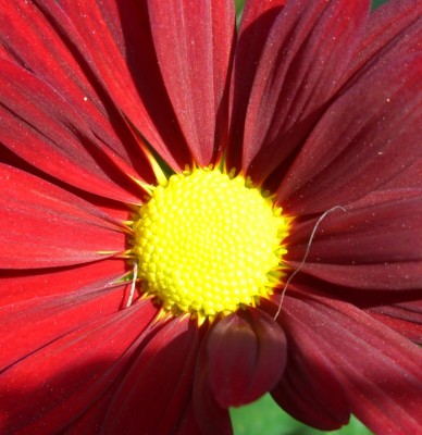 Chrysantheme.JPG