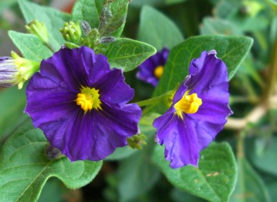 Enzianstrauch- Solanum rantonnetii.JPG