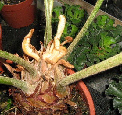 Zamia neuastrieb.jpg