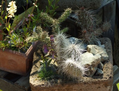 DSCF3526.JPG