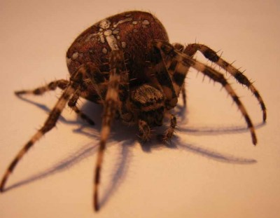 Spinne 01.jpg