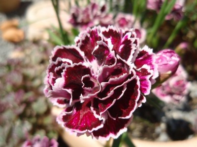 reddianthus1.jpg