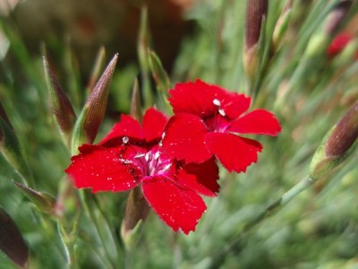 Dianthus1.jpg