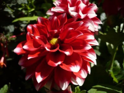 reddahlia1.jpg