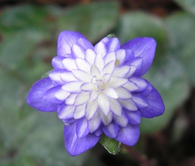 bluehepatica1.jpg
