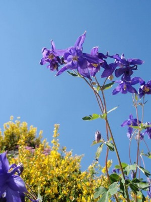 blueaquilegia1.jpg