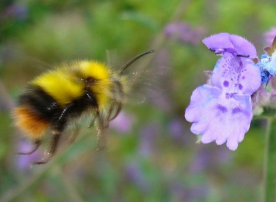21.05.2008 hummelflug.jpg