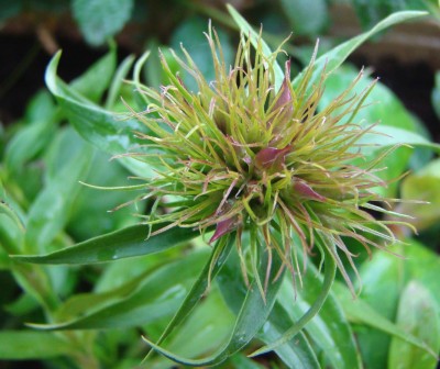 24.05.2008 bartnelke.jpg