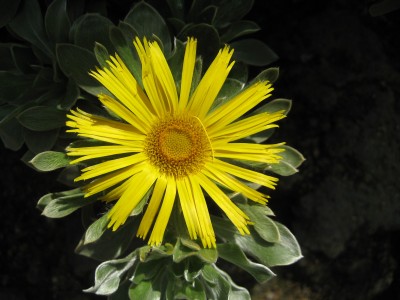 asteriscus sericeus 3.JPG