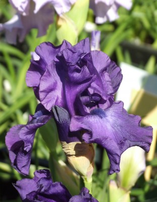 DSCF3518.JPG