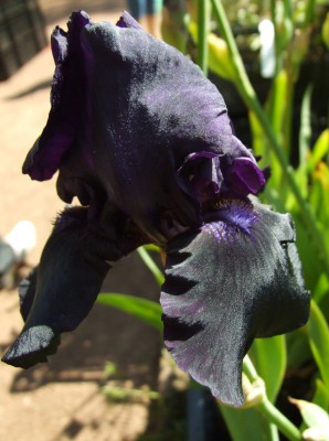 DSCF3501.JPG