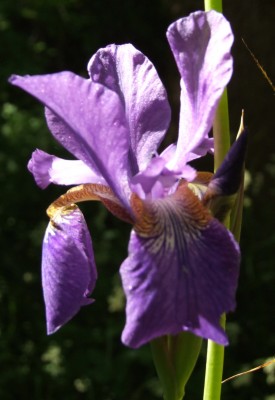 DSCF3488.JPG