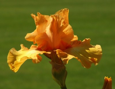 DSCF3519.JPG