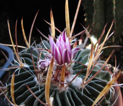 24.05.2008 Echinofossulocactus Knospe.jpg