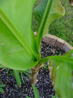 Basjoo 2405008 nah.jpg