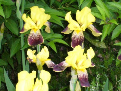 Garten 4 013.jpg