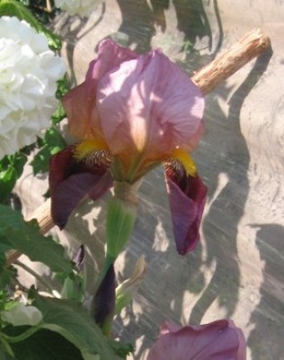 Iris bunt.jpg