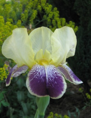 Iris gelb.jpg