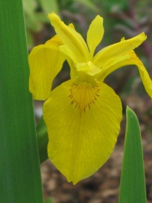 Iris gelb klein.jpg