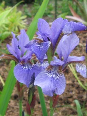 iris blau klein.jpg