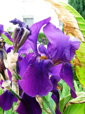 iris dunkle große.jpg