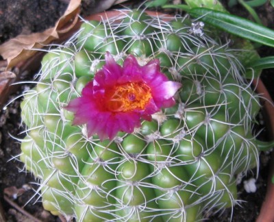 Kaktusblüte.jpg