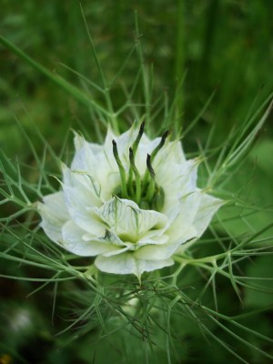23.05.2008 nigella2.jpg
