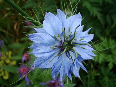 23.05.2008 nigella.jpg