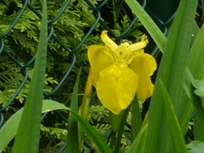 Garten4 001.jpg