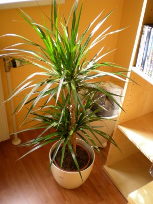 Palme.jpg
