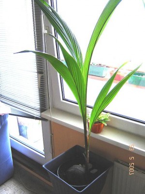 Palme.JPG
