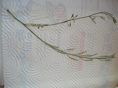 DSC01007.JPG