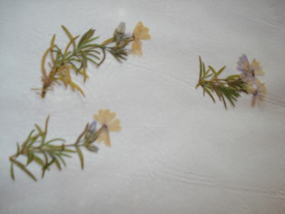 DSC01001.JPG