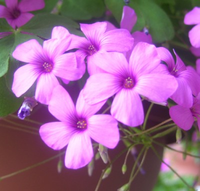 Kleine Prinzessin 012m.jpg