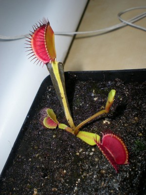 Dionaea.jpg