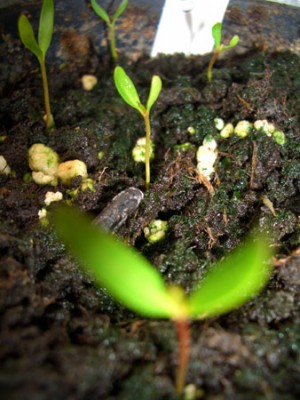 oleander.jpg