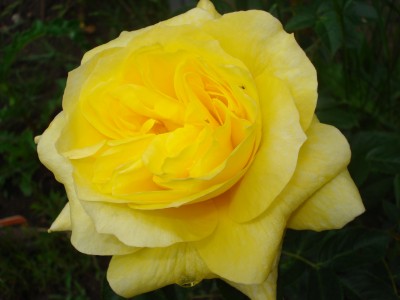 Mai 2008 037.jpg