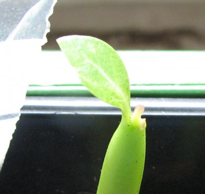 26.05.2008 Adenium somalense Blatt.jpg
